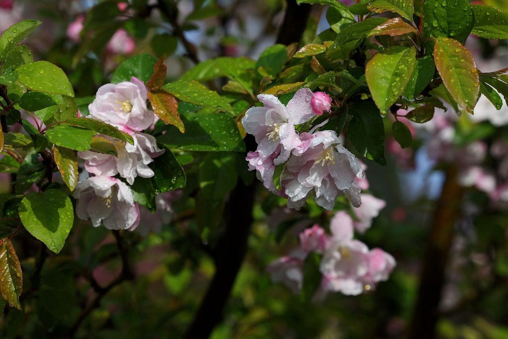 花团锦簇的土城遗址公园