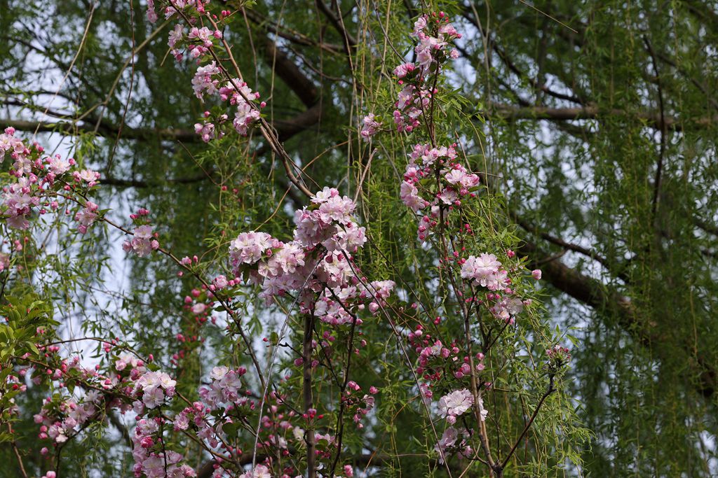 花团锦簇的土城遗址公园