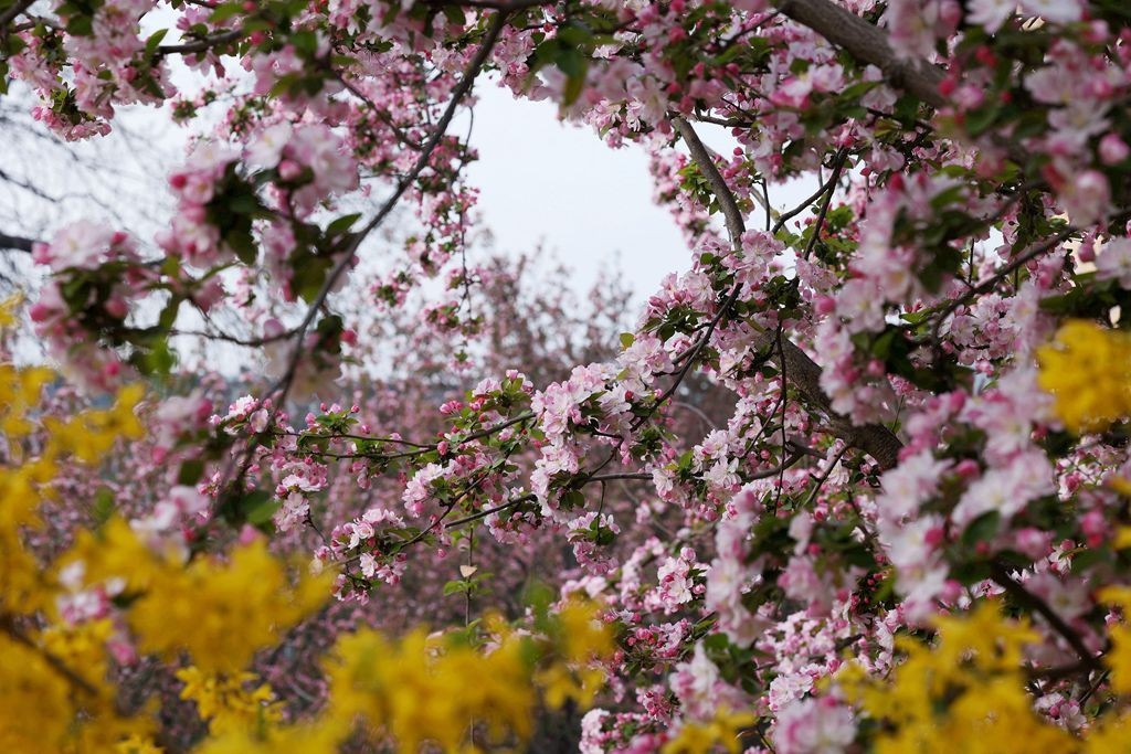 花团锦簇的土城遗址公园