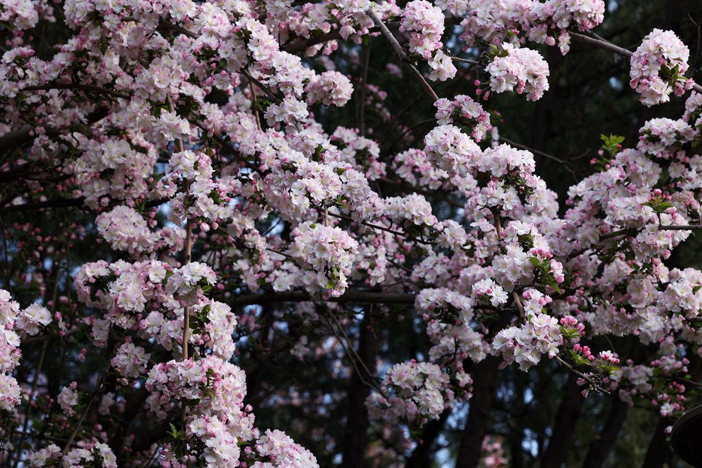 花团锦簇的土城遗址公园