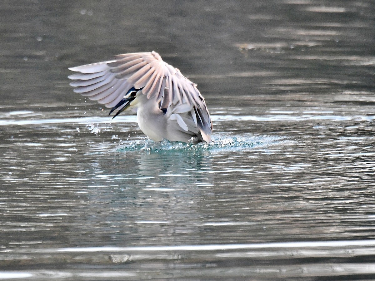 【视觉光影】明湖夜鹭（1）