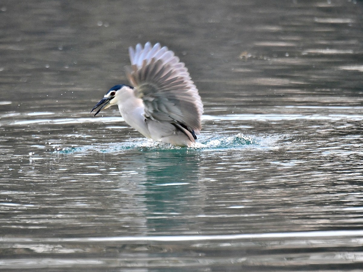 【视觉光影】明湖夜鹭（1）
