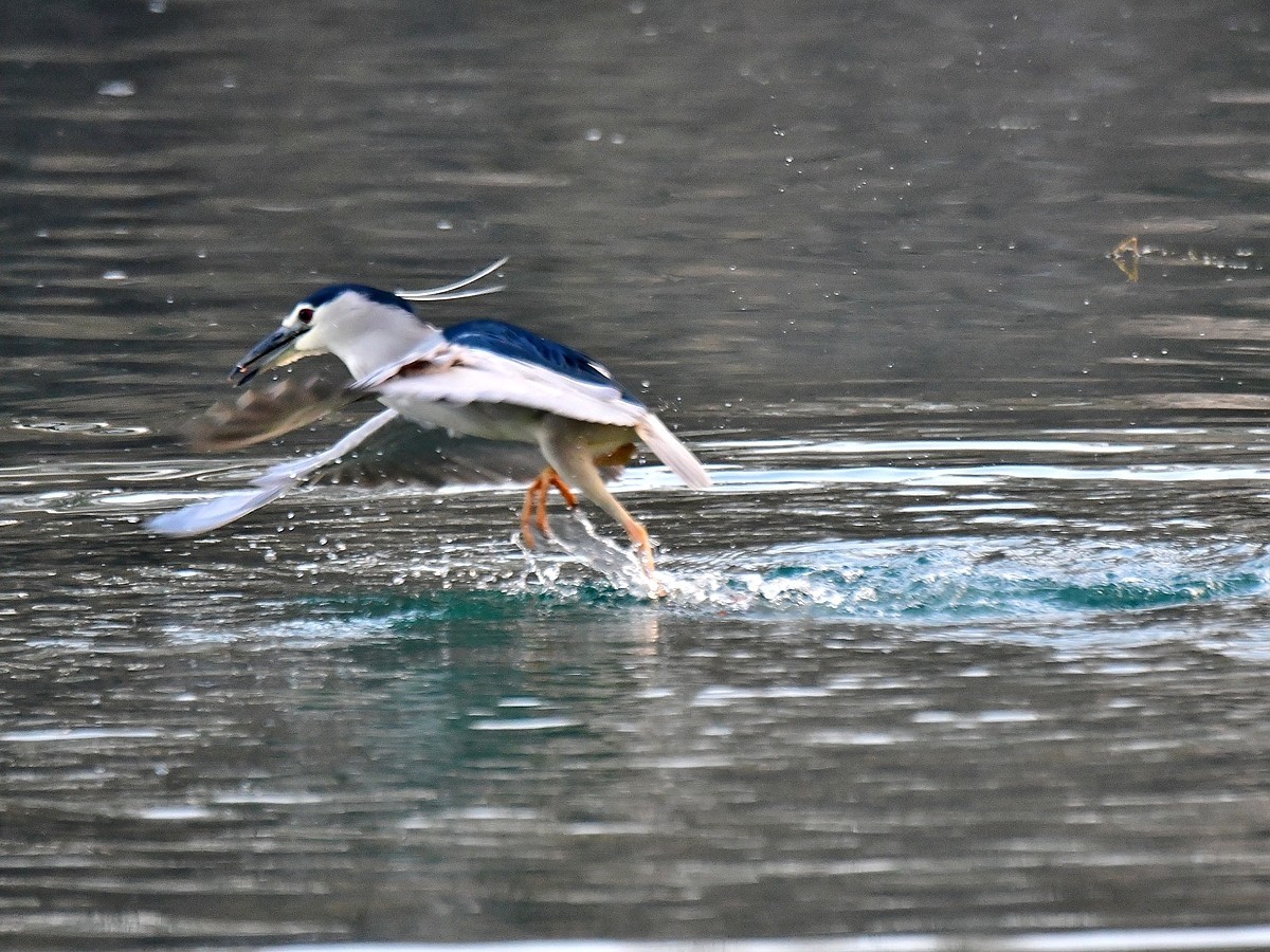 【视觉光影】明湖夜鹭（1）
