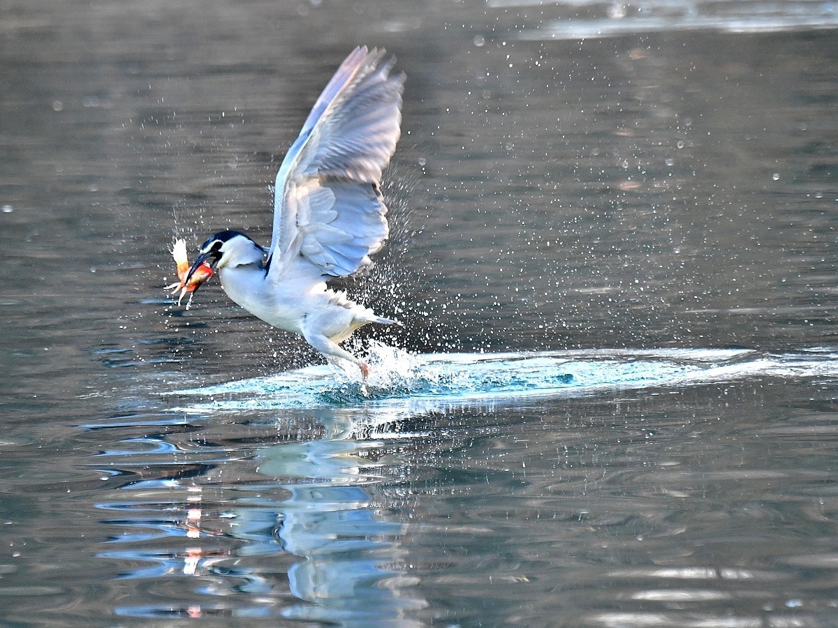 【视觉光影】明湖夜鹭（1）