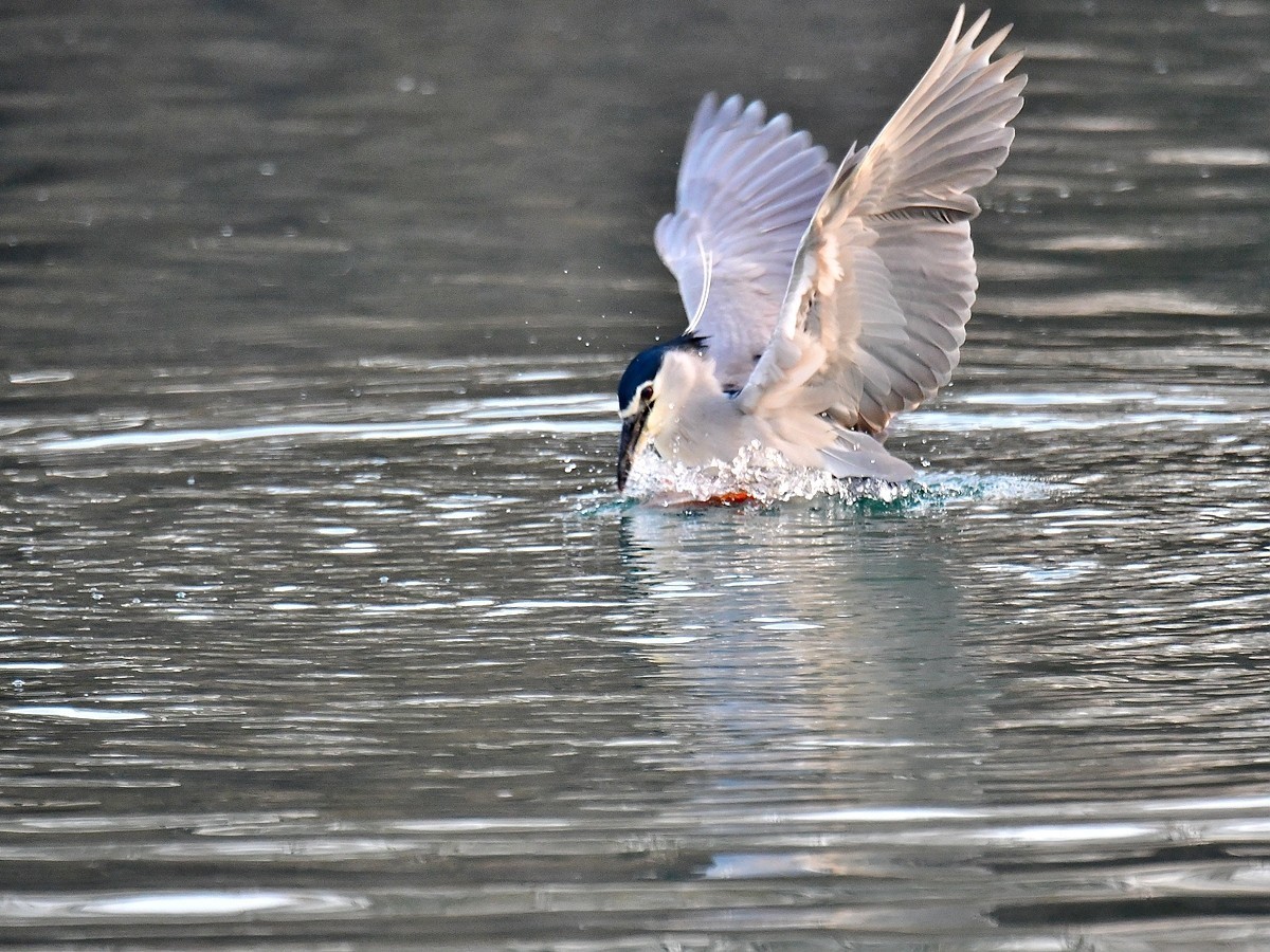 【视觉光影】明湖夜鹭（1）