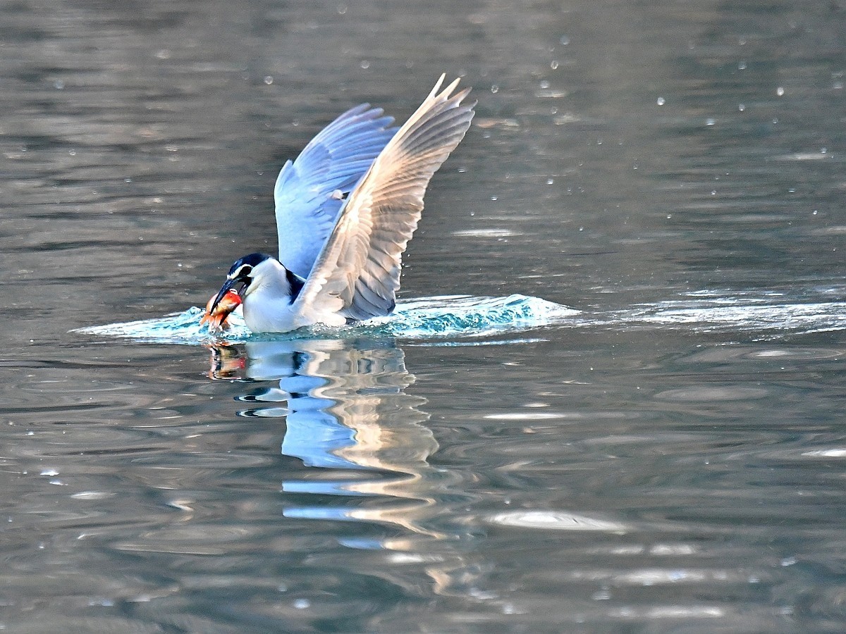 【视觉光影】明湖夜鹭（1）