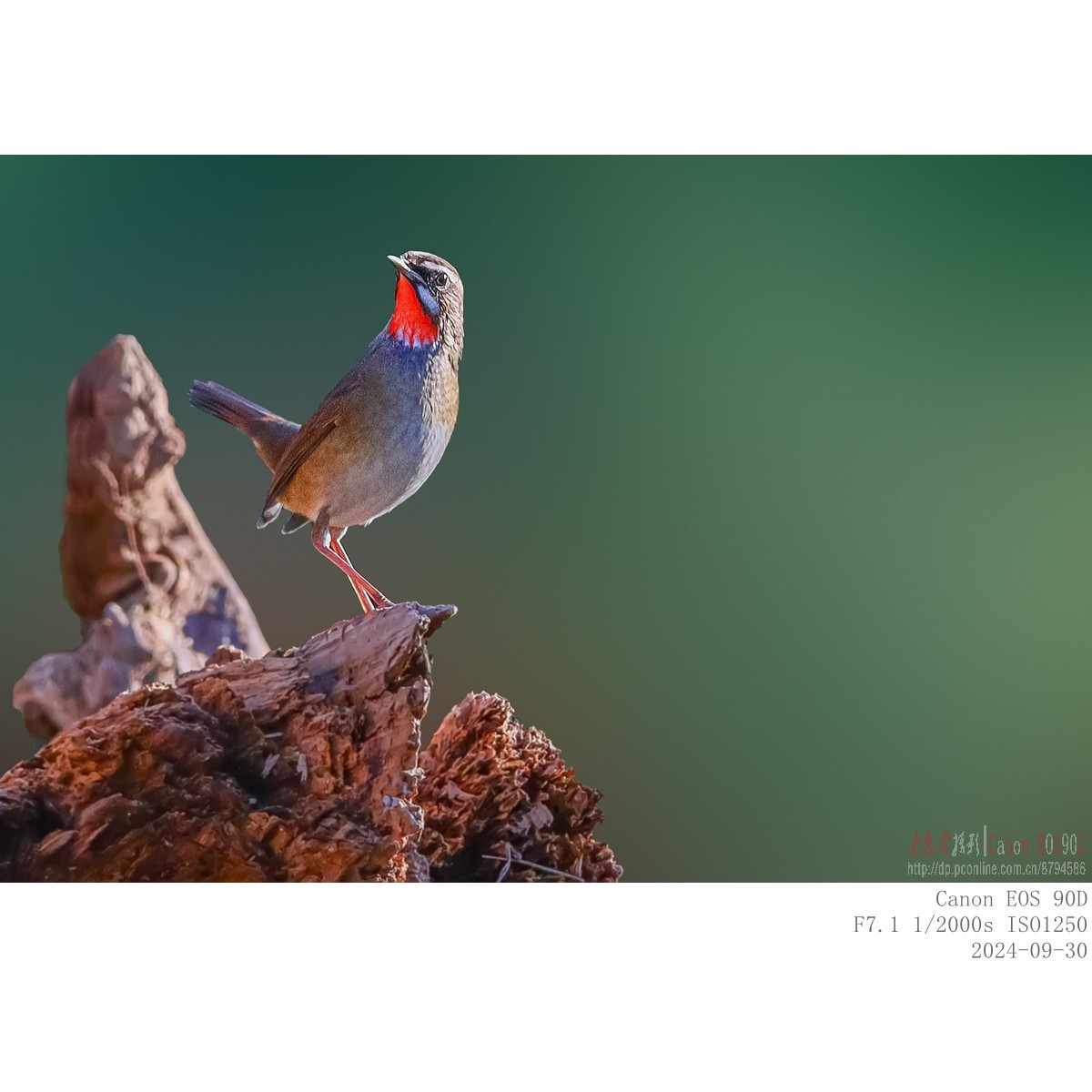 红喉歌鸲（9.30）8 完