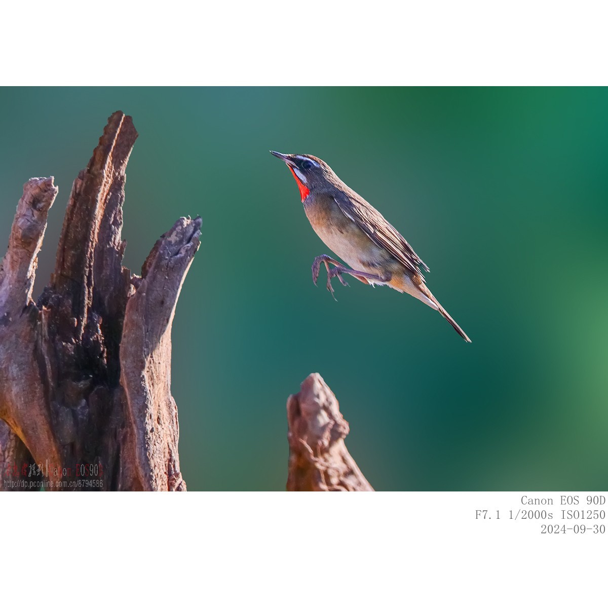 红喉歌鸲（9.30）8 完