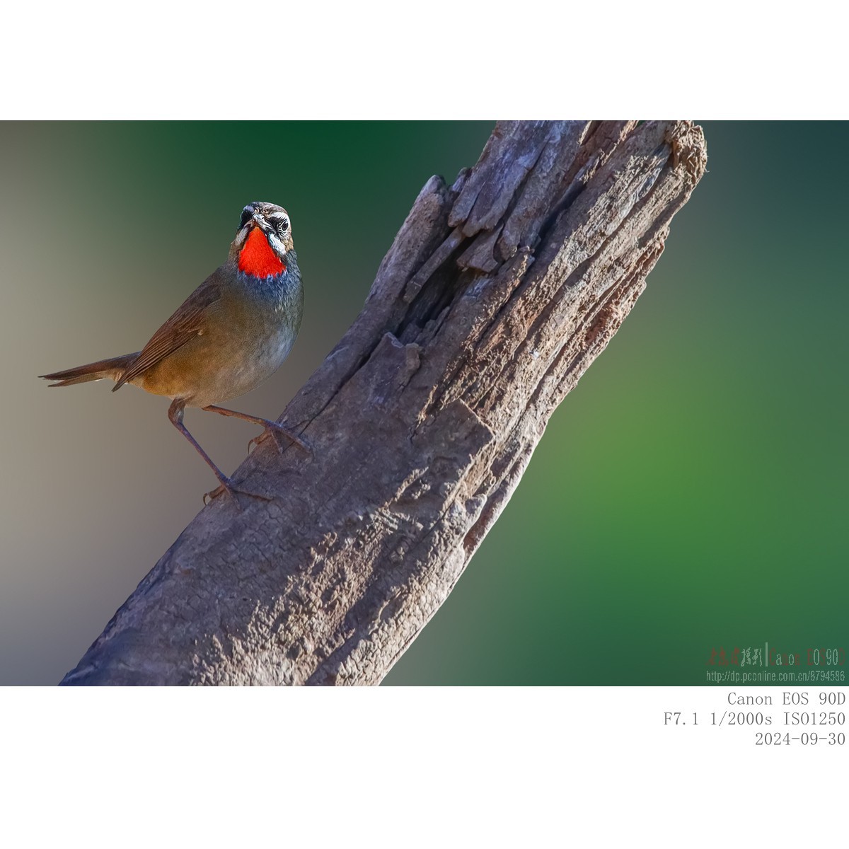 红喉歌鸲（9.30）8 完