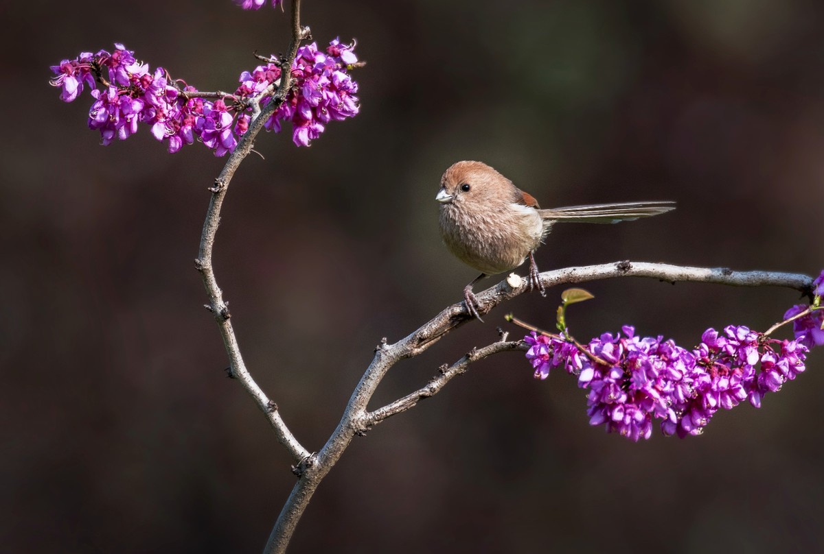 粽头鸦雀（二）