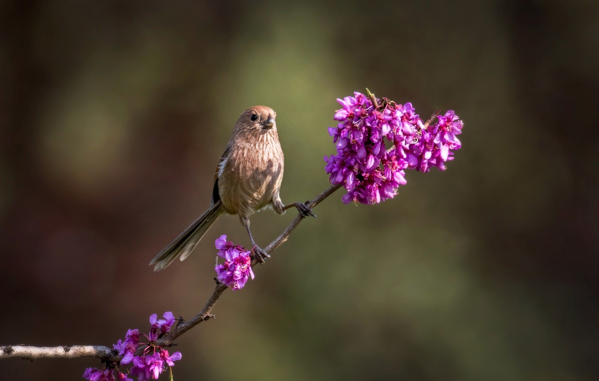 粽头鸦雀（二）