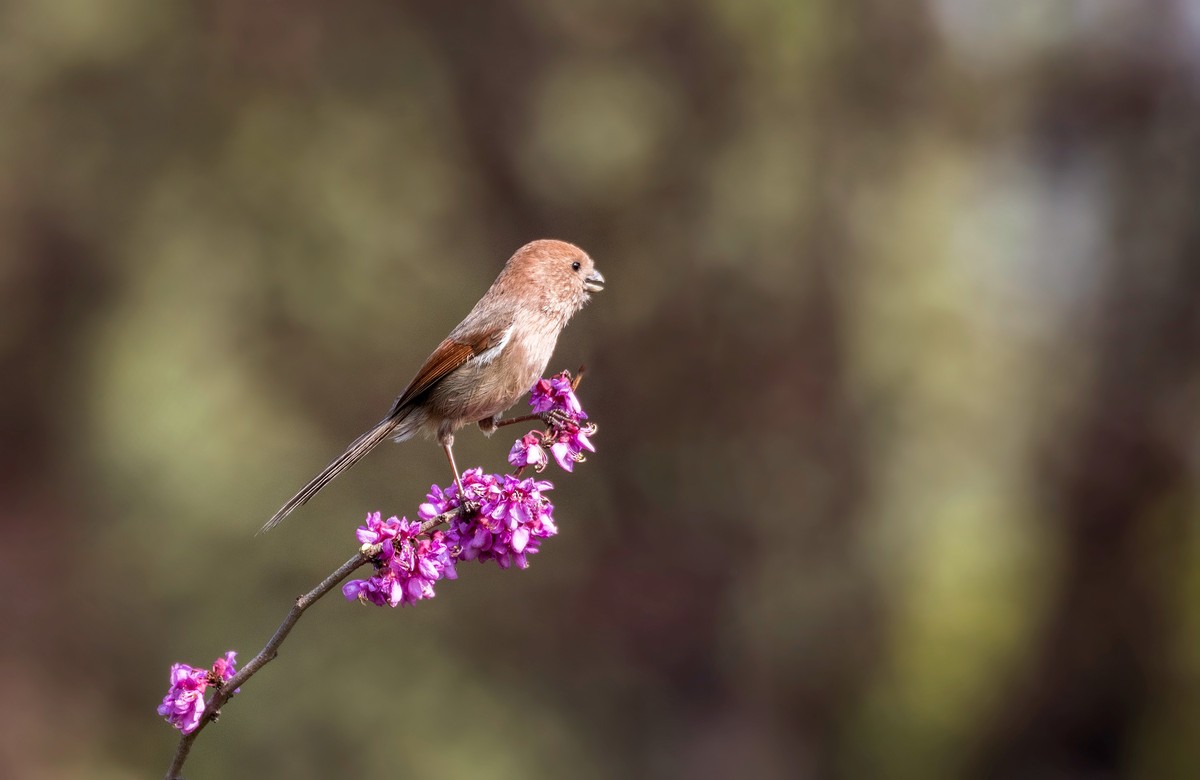 粽头鸦雀（二）