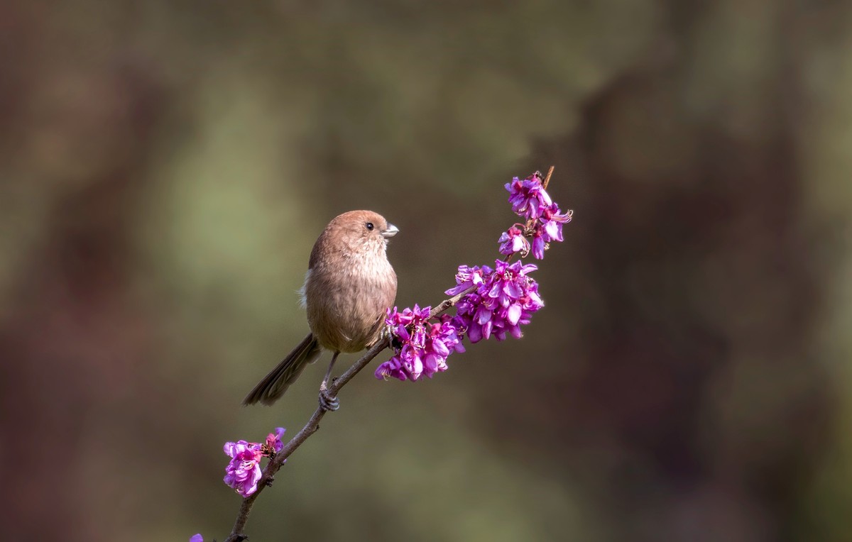 粽头鸦雀（二）