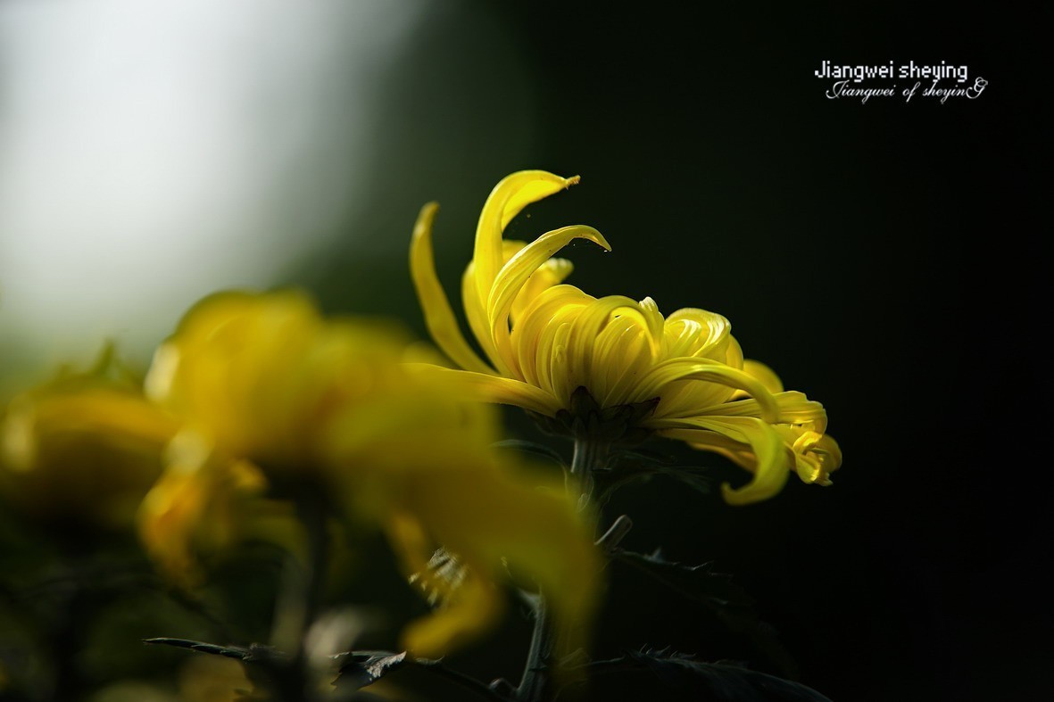 #版主坐堂#索尼大版星空(中国)2025年 2 月份优秀作品精选汇总