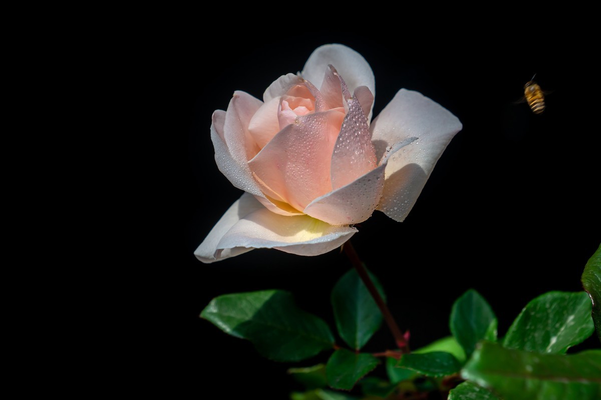 #版主坐堂#索尼大版星空(中国)2025年 2 月份优秀作品精选汇总