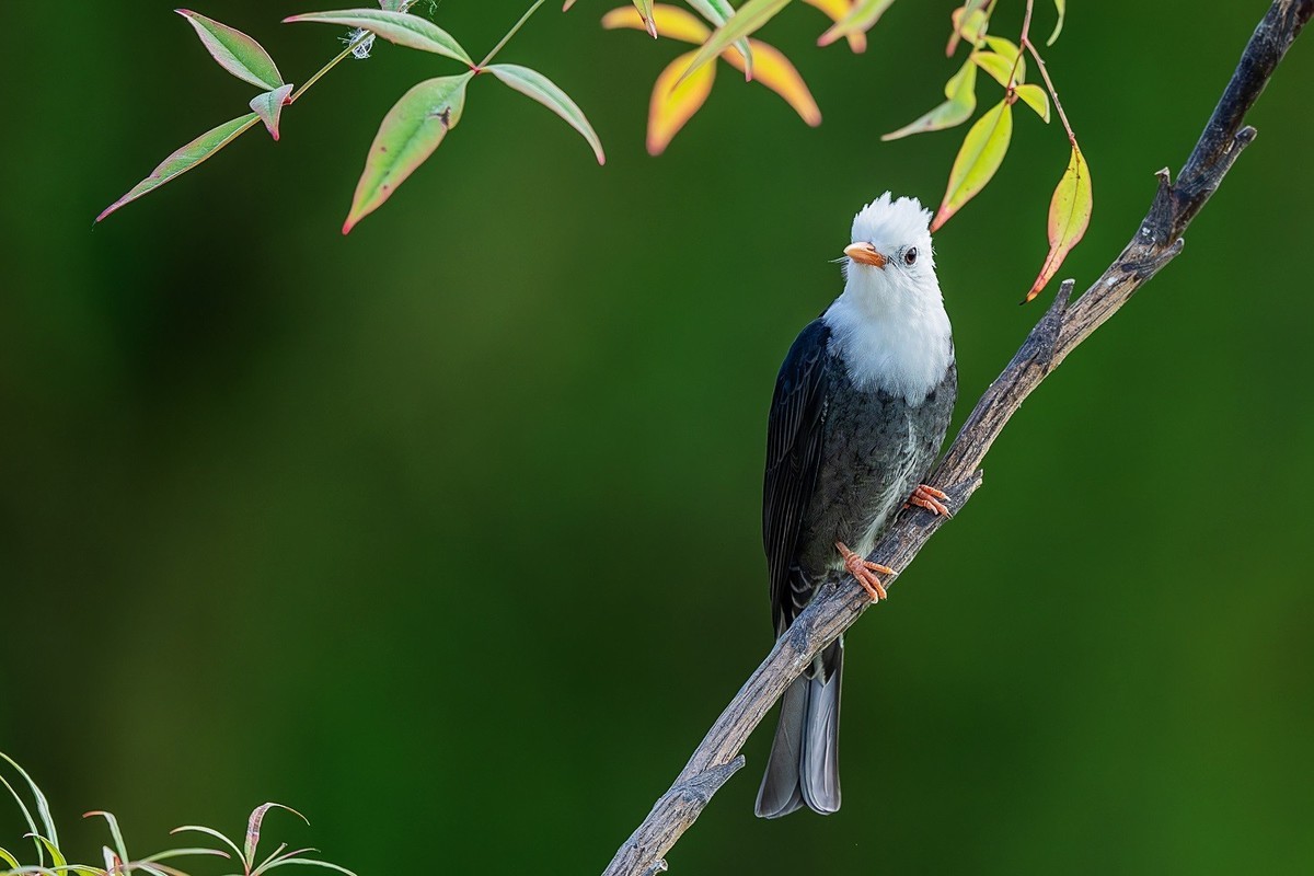 #版主坐堂#索尼大版星空(中国)2025年 2 月份优秀作品精选汇总