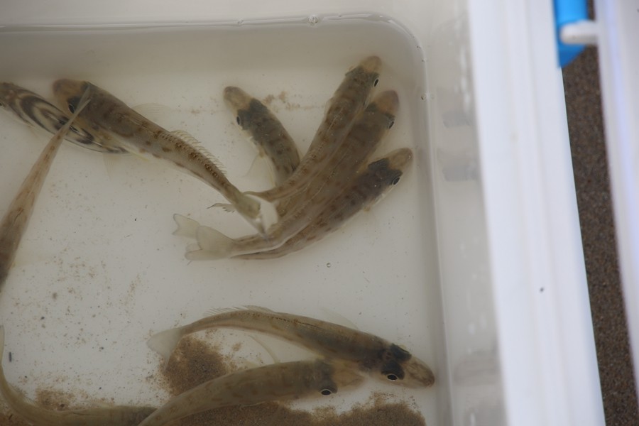 08《不老松：忆海南游记》海南临髙解放公园海中棧桥！