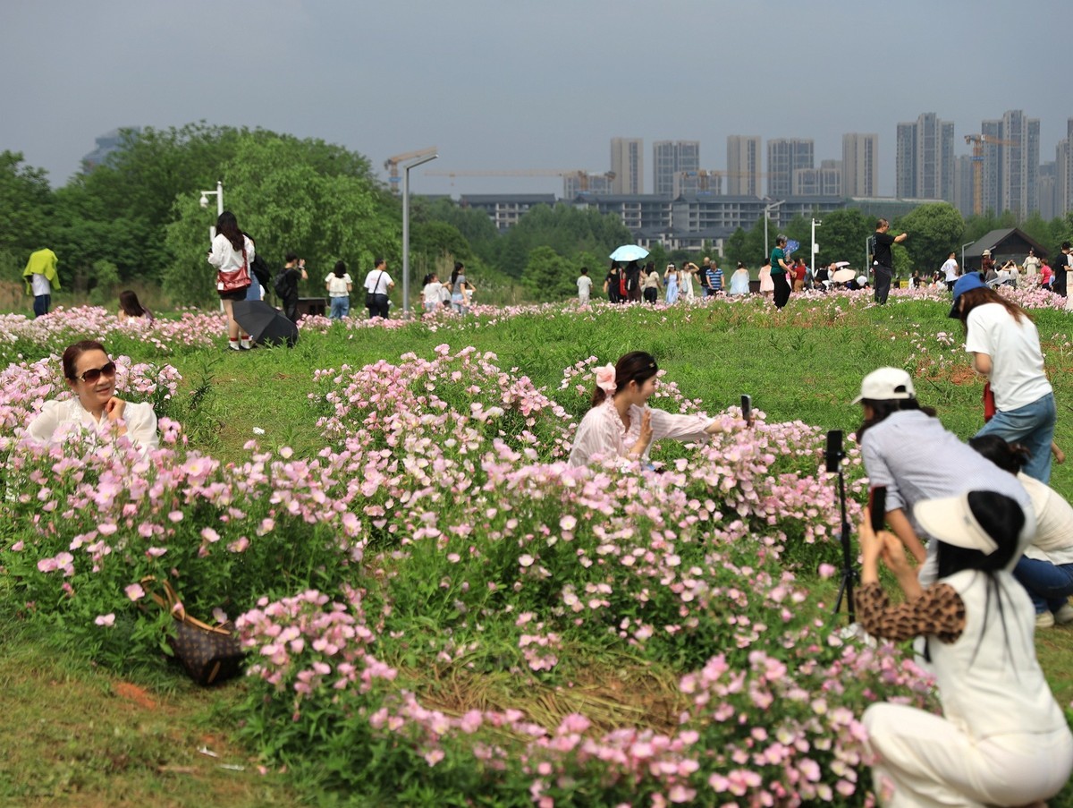 月见草花海来打卡--洋湖湿地