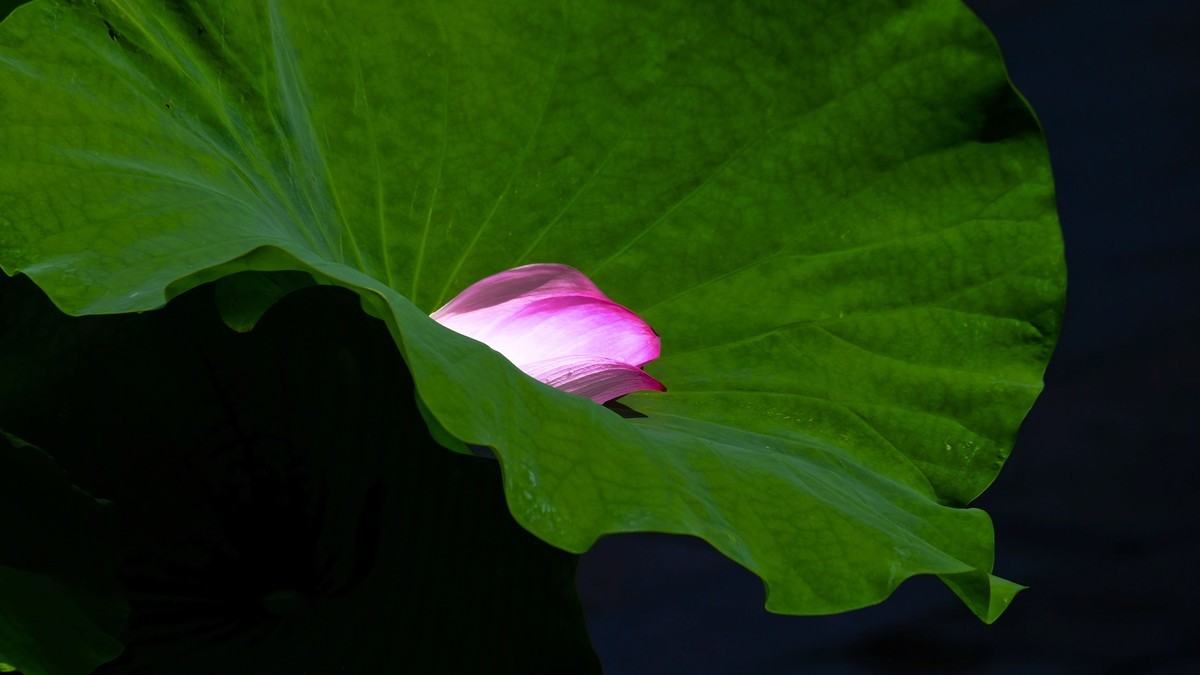 莲花随拍（三）