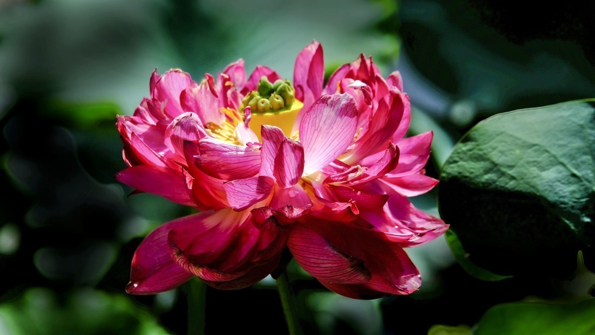 莲花随拍（三）
