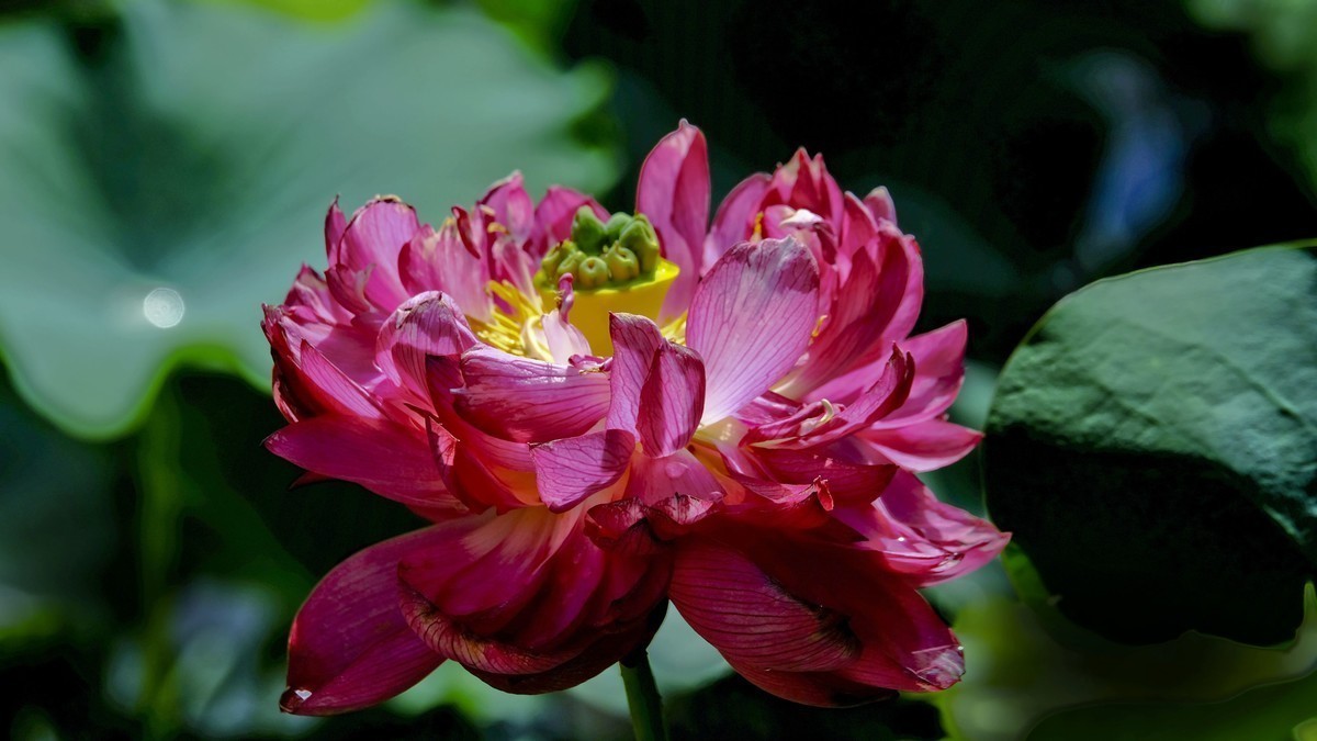 莲花随拍（三）