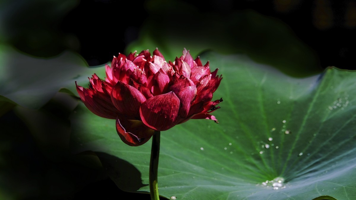 莲花随拍（三）