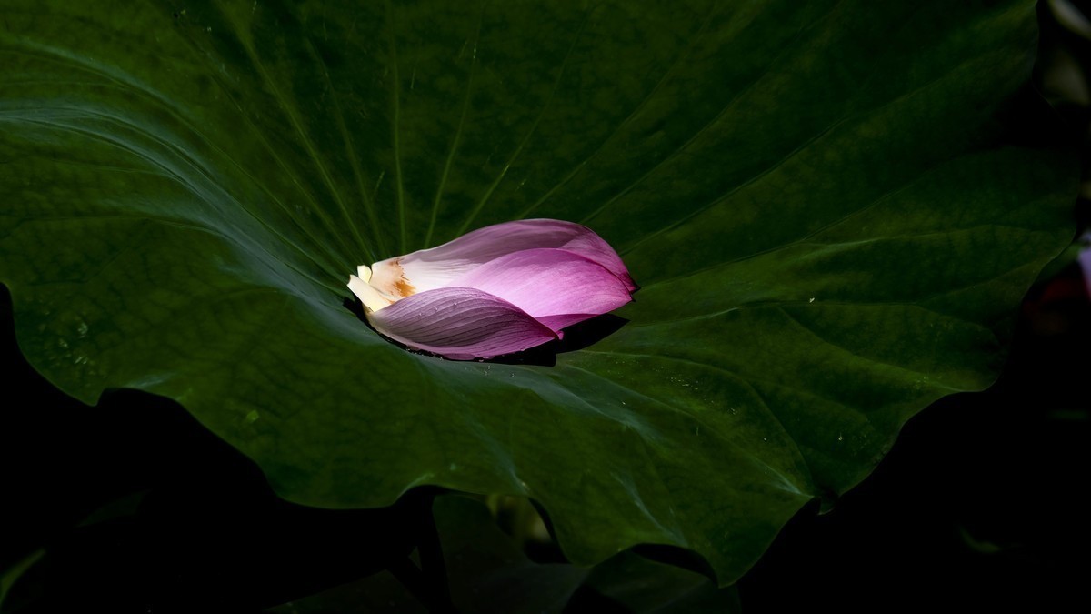 莲花随拍（三）