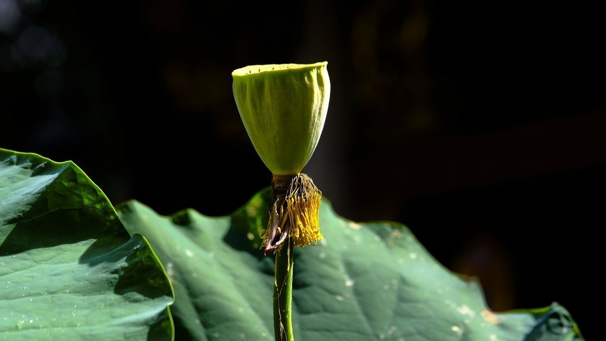 莲花随拍（三）