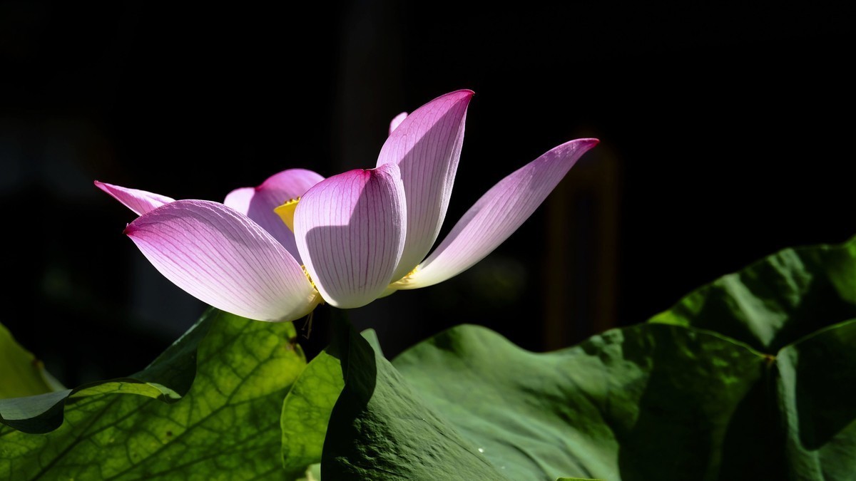 莲花随拍（三）