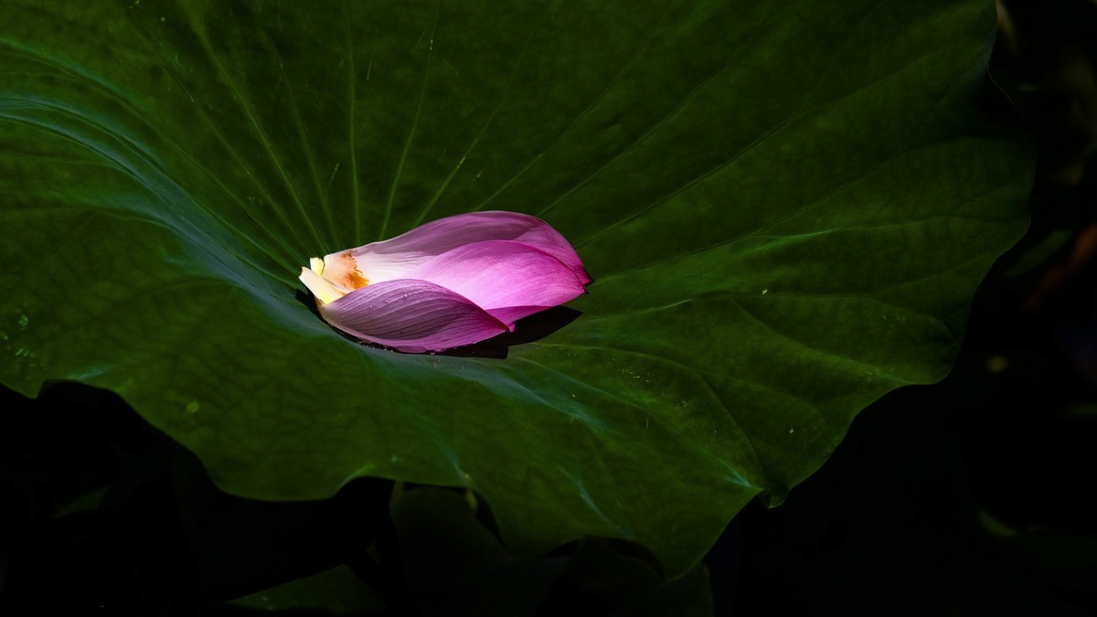 莲花随拍（三）