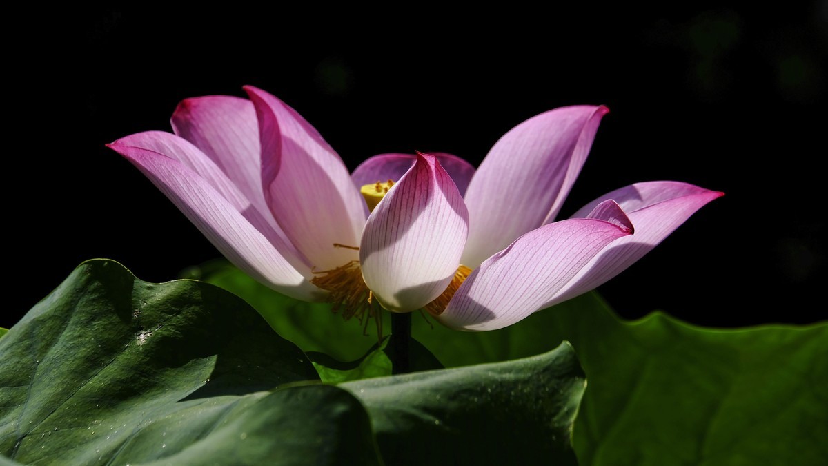 莲花随拍（三）