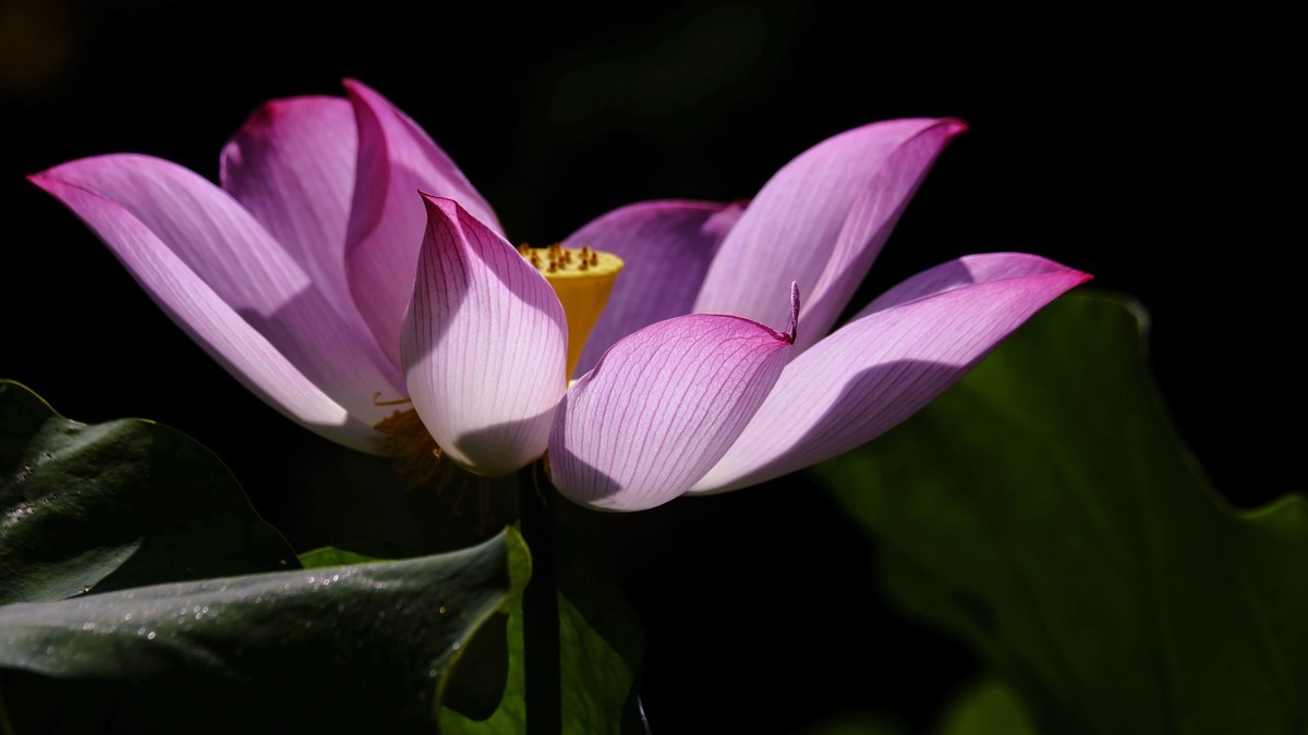 莲花随拍（三）