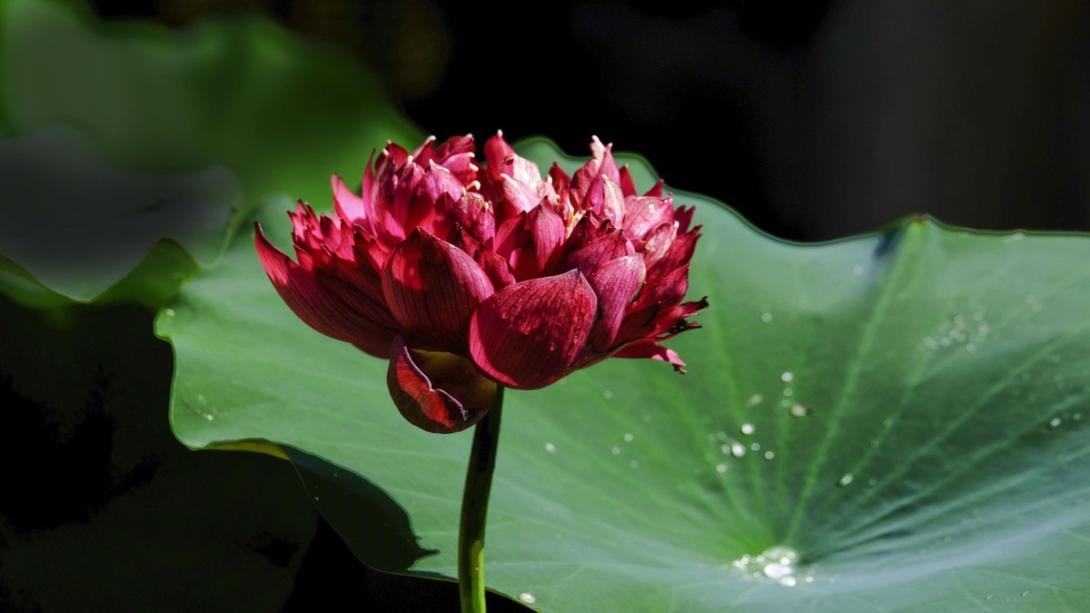 莲花随拍（三）