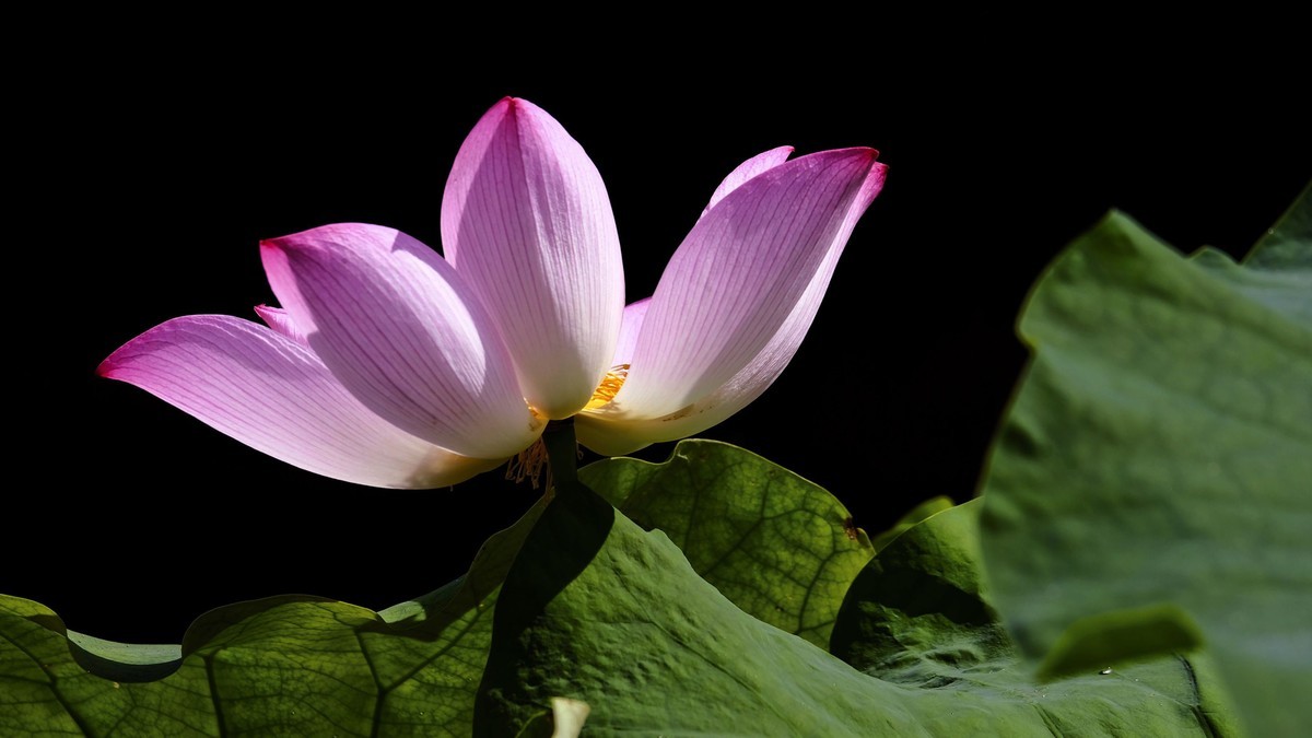 莲花随拍（4）