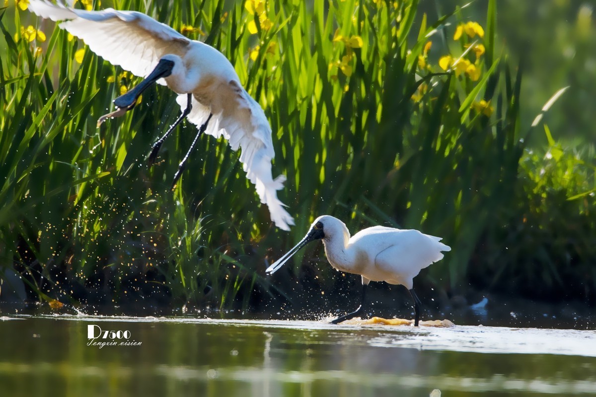 庄河鹭泊湖（19）