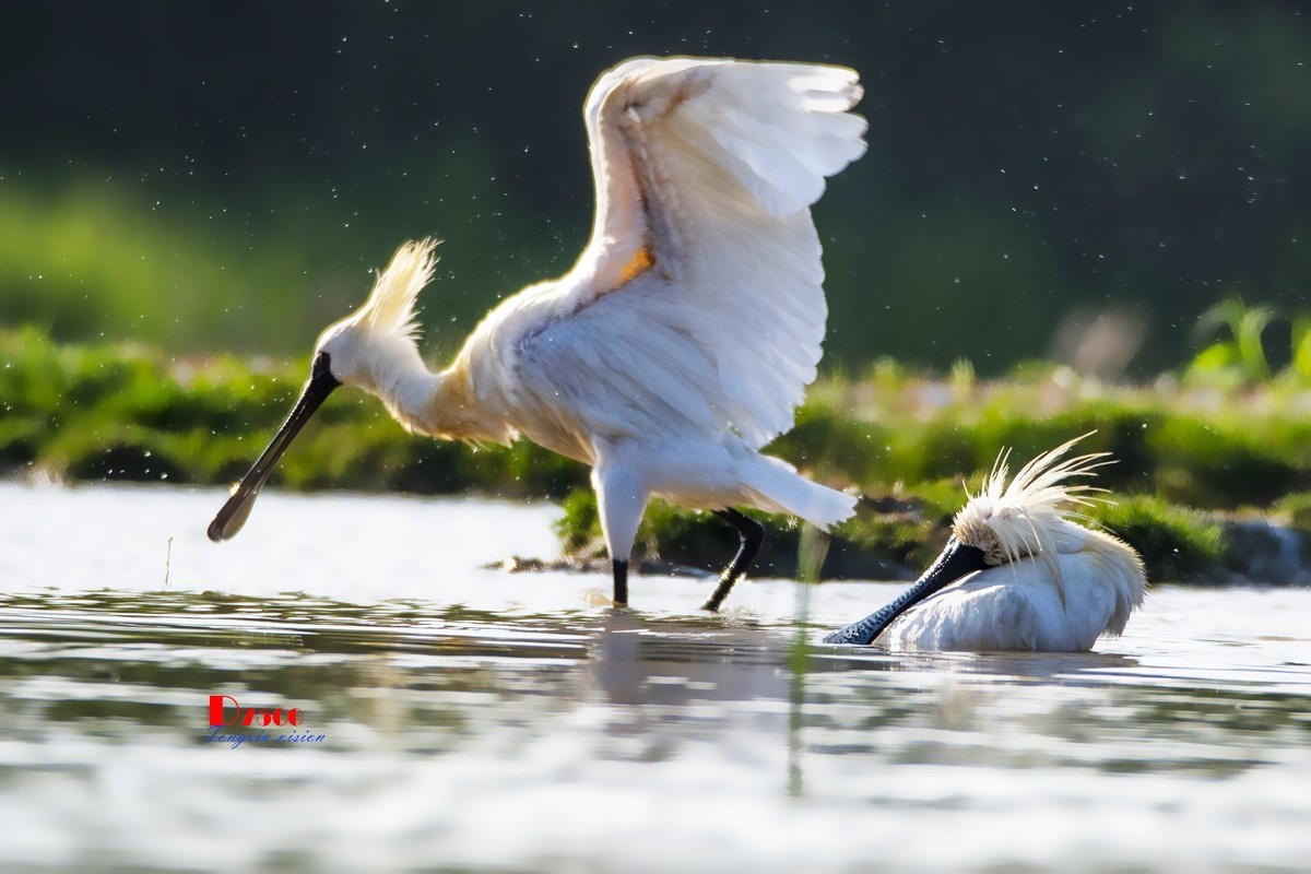 庄河鹭泊湖（19）