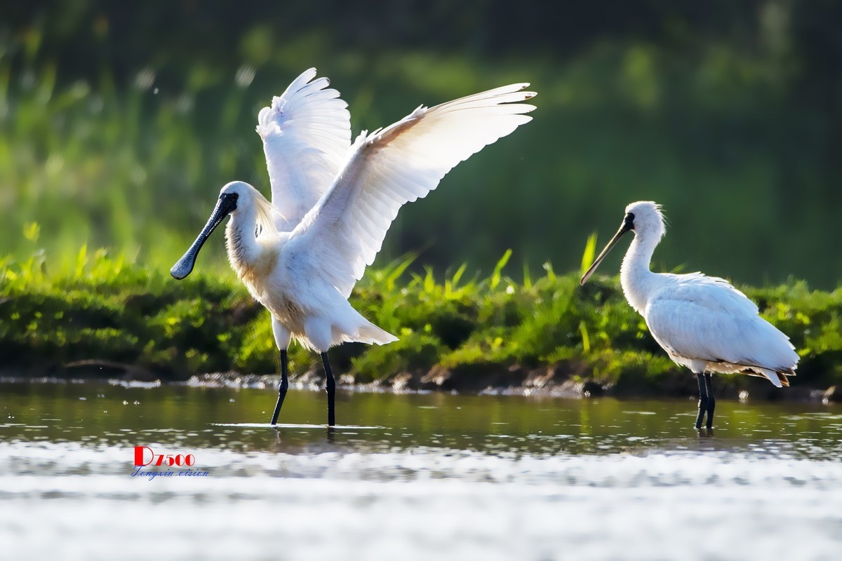 庄河鹭泊湖（19）