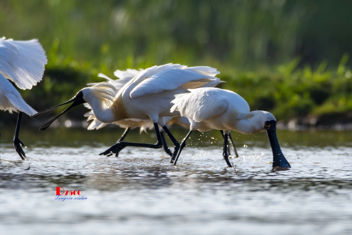 庄河鹭泊湖（19）