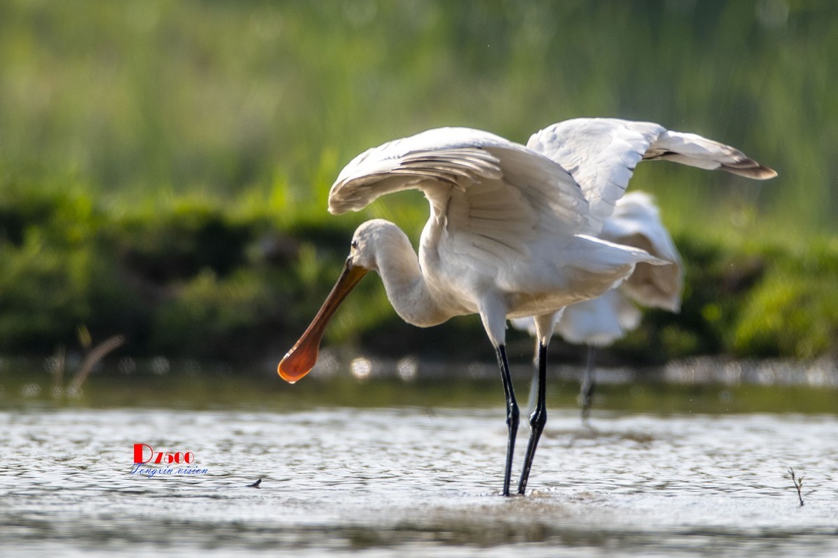 庄河鹭泊湖（19）