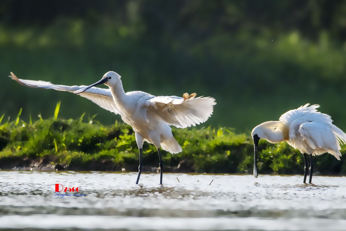 庄河鹭泊湖（19）