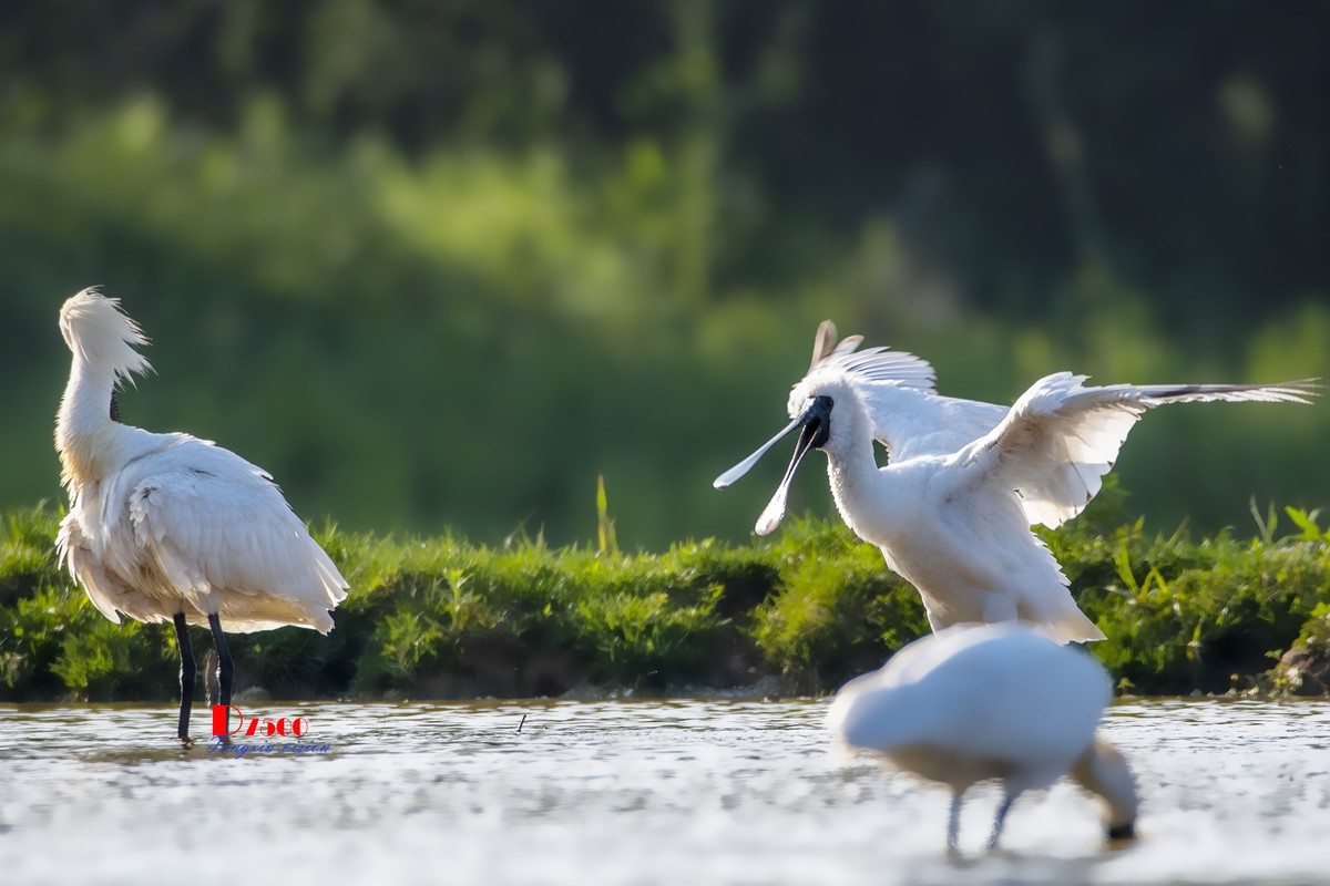 庄河鹭泊湖（19）