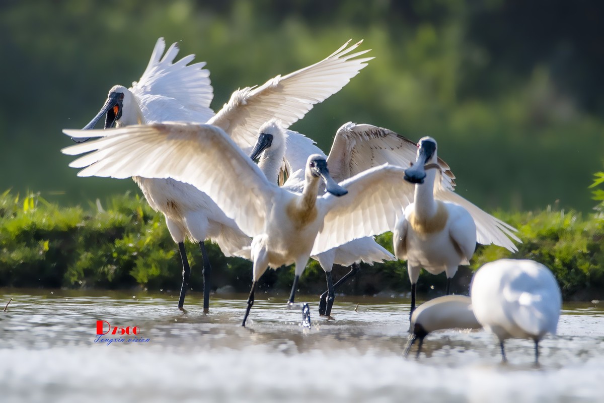 庄河鹭泊湖（19）