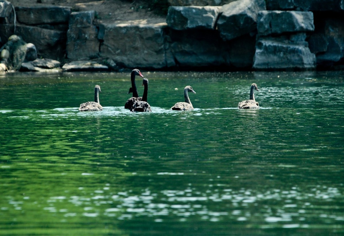 明湖——天鹅●夜鹭