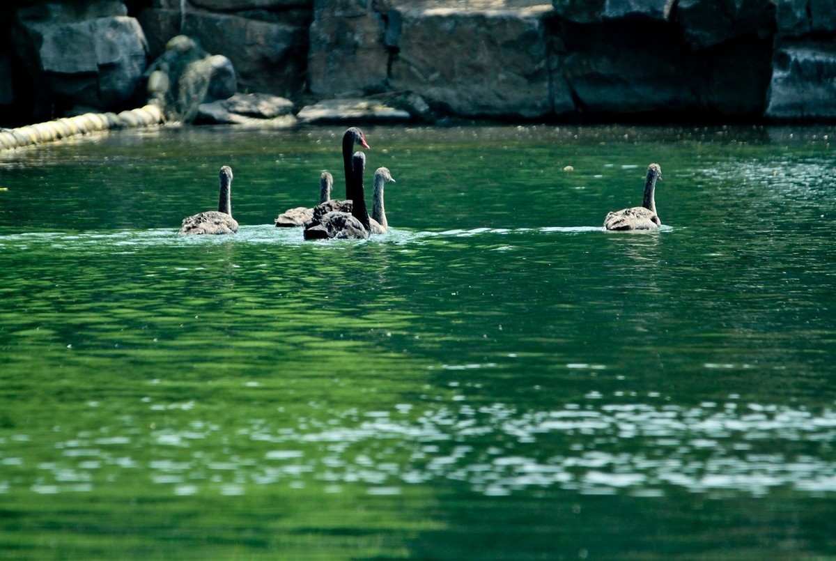 明湖——天鹅●夜鹭