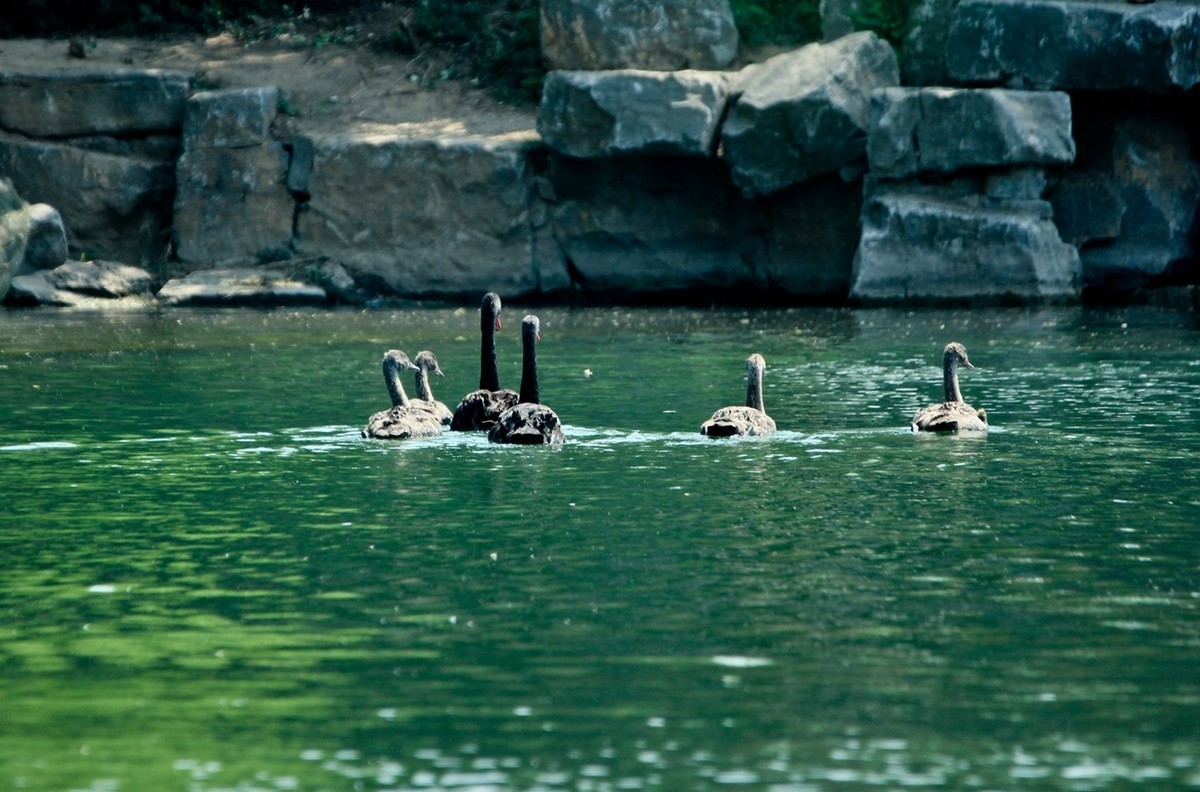 明湖——天鹅●夜鹭