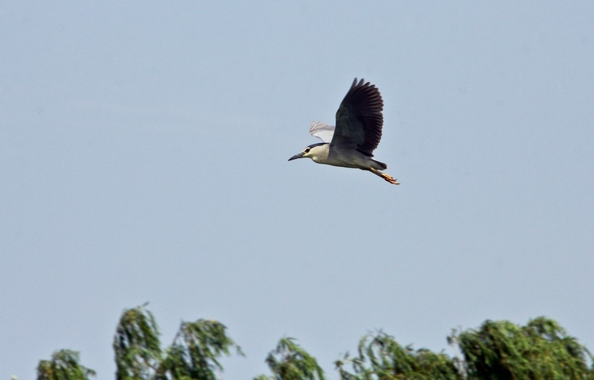 明湖——天鹅●夜鹭