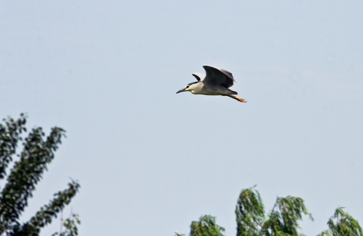 明湖——天鹅●夜鹭