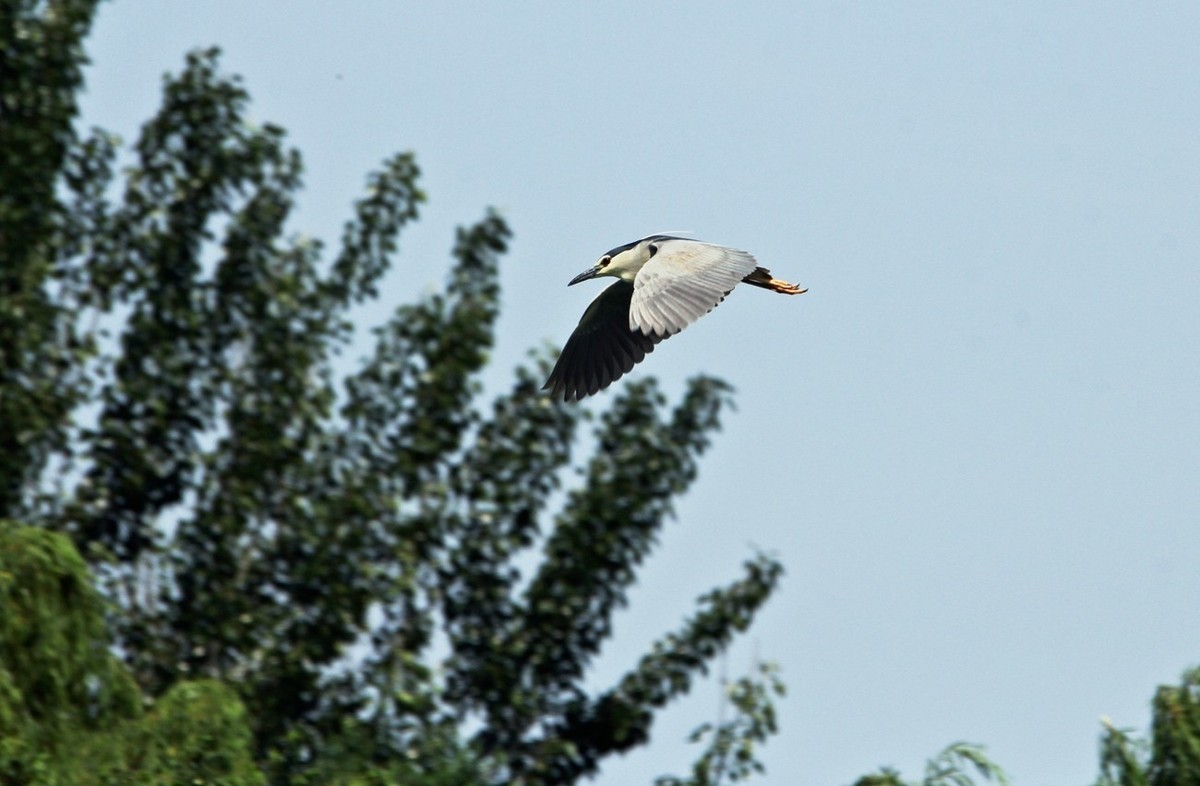 明湖——天鹅●夜鹭