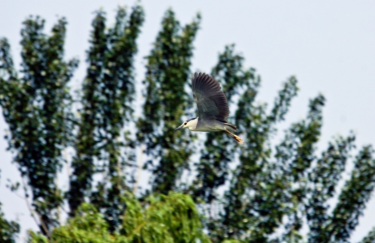 明湖——天鹅●夜鹭