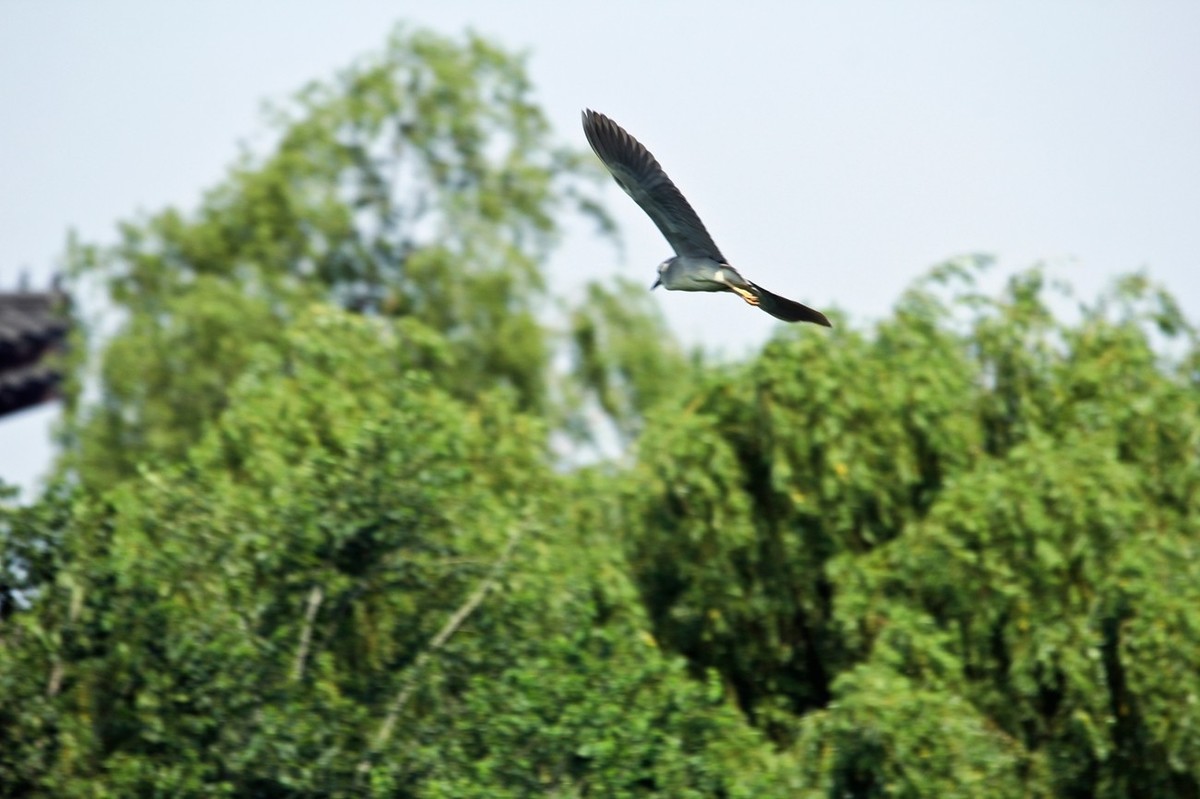 明湖——天鹅●夜鹭